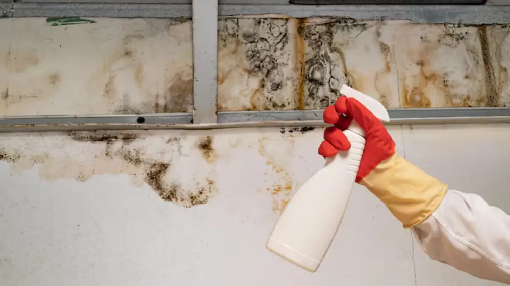 Gloved hand holding a spray bottle beside mold staining on a wall