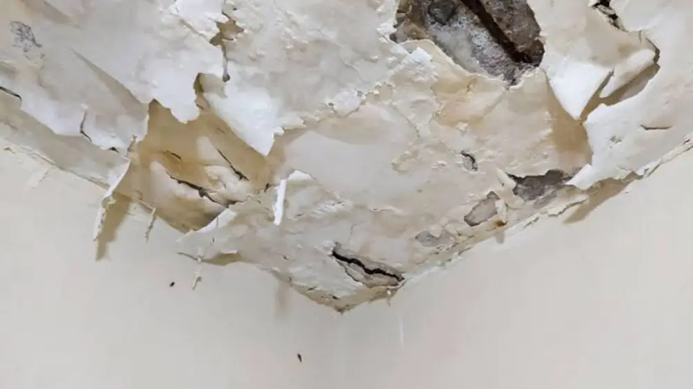 Ceiling paint peeling and flaking away from water damage
