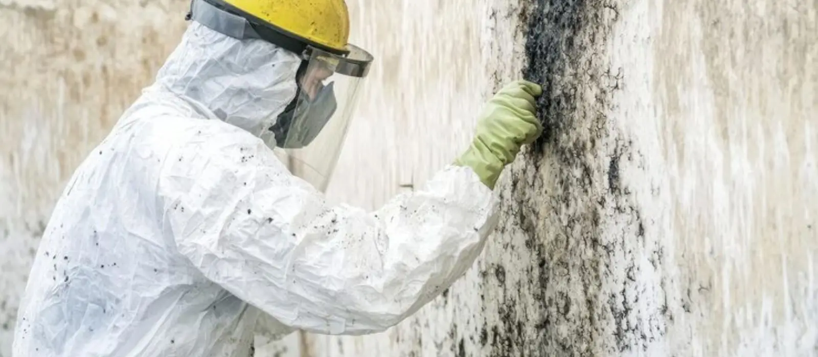 Worker in a protective suit and face shield scrubbing black mold from a wall