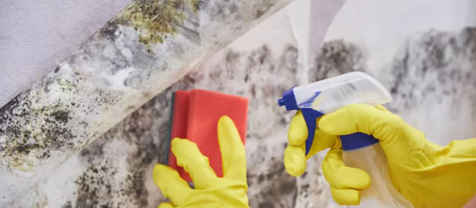 Gloved hands with a sponge and spray bottle cleaning mold from a wall